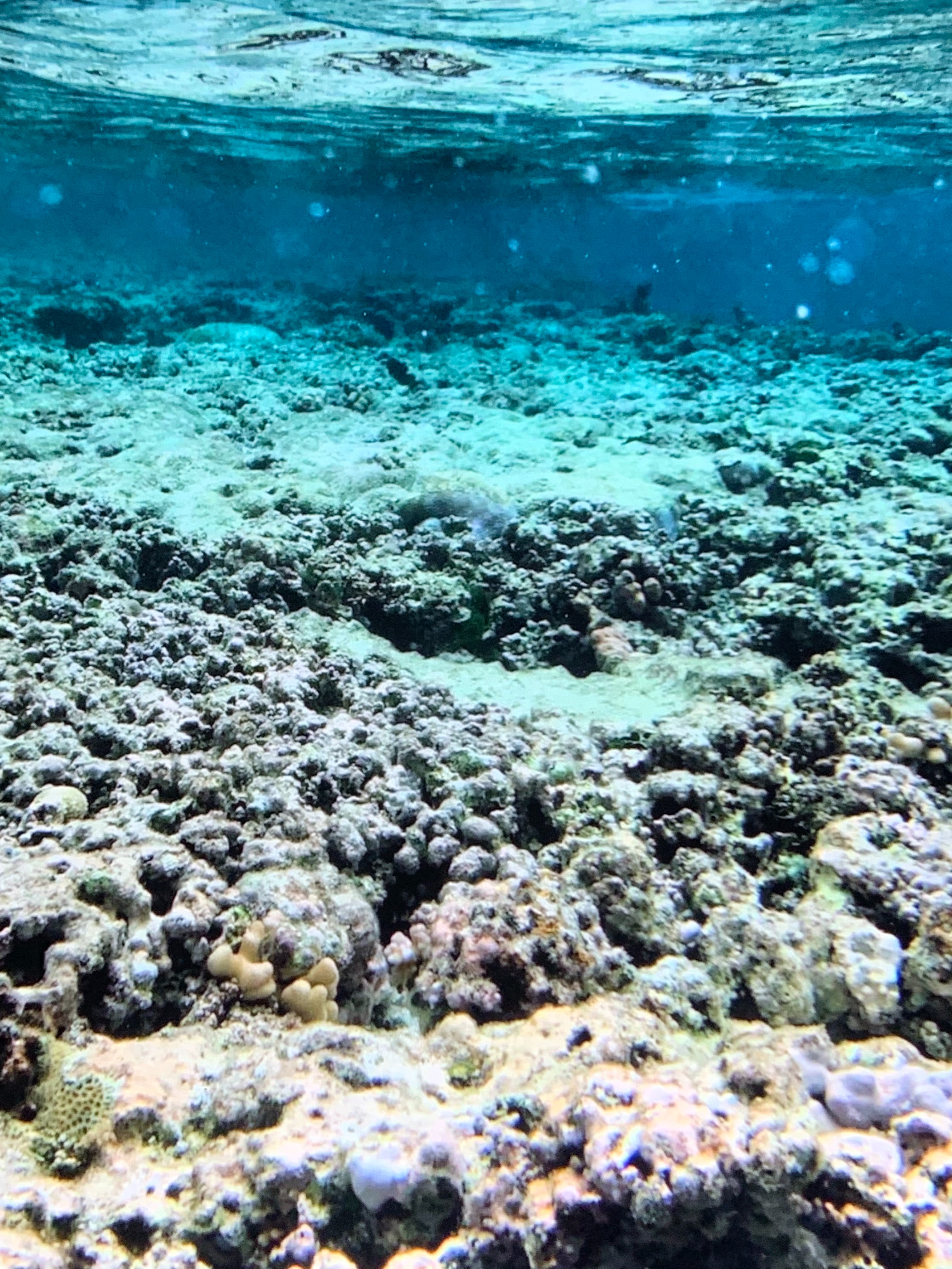 Coral Bleaching